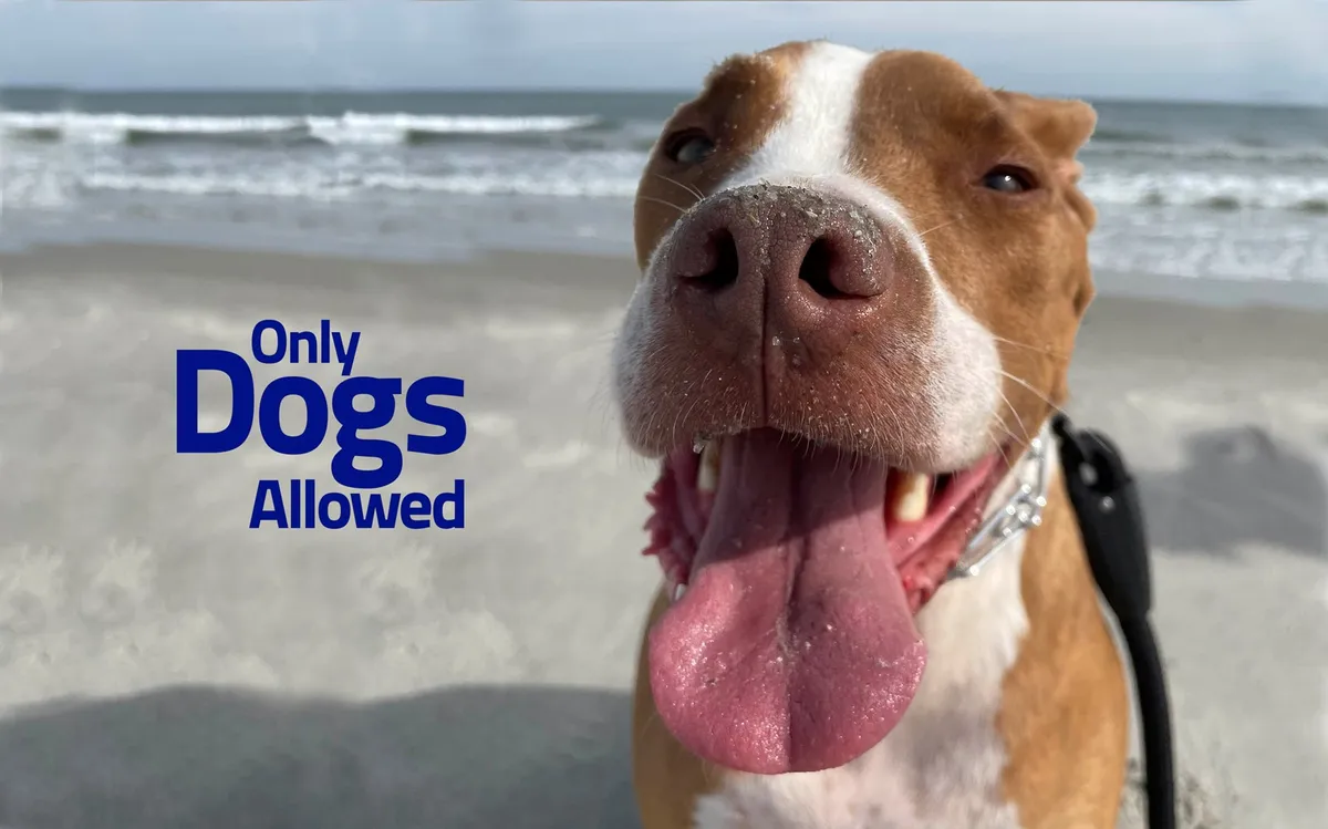 A joyful close-up of a dog's face in the foreground with the ocean stretching out in the background. The image features cheerful text reading 'Only Dogs Allowed,' emphasizing the dog-friendly beach environment. The beach and surf are visible, suggesting fun and playtime for pets and their owners.
